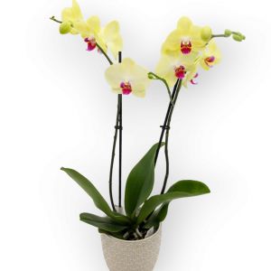 Planta Natural de Orquídea