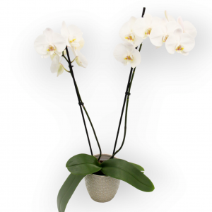 Planta Orquídea