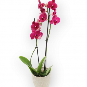 Planta de Orquídea