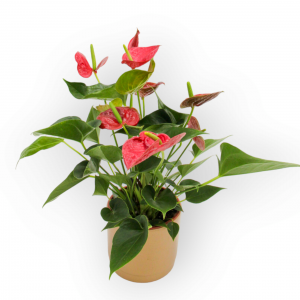 Planta Antúrio em Vaso