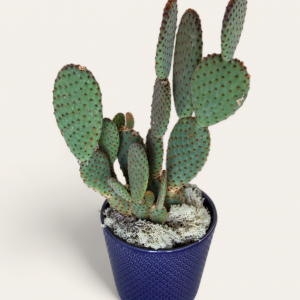 Cacto em vaso