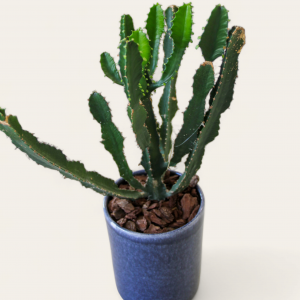 Cacto em vaso