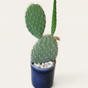 Cacto em vaso