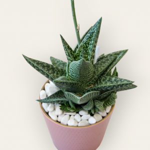 Haworthia limifolia em vaso