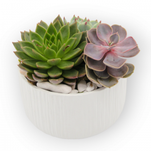 Vaso com Arranjo de Cactos e Suculentas