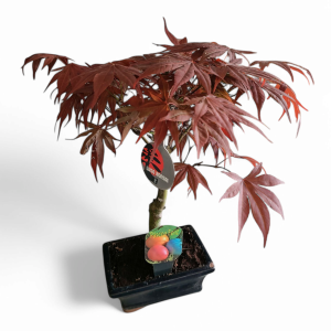Planta Bonsai 7 Anos