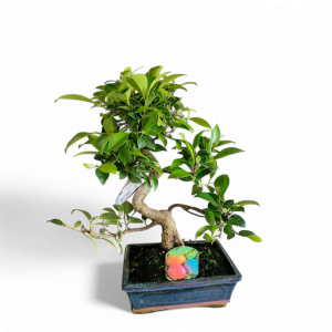 Planta Bonsai 8 anos