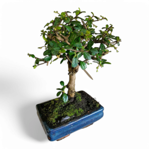 Bonsai 5 anos