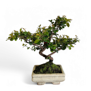 Planta Bonsai 6 anos