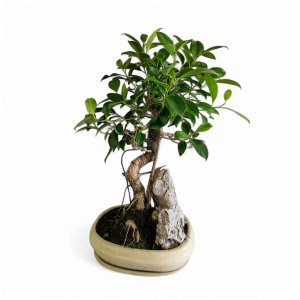 Planta Bonsai 12 anos