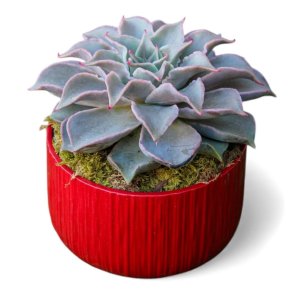 Suculenta em Vaso