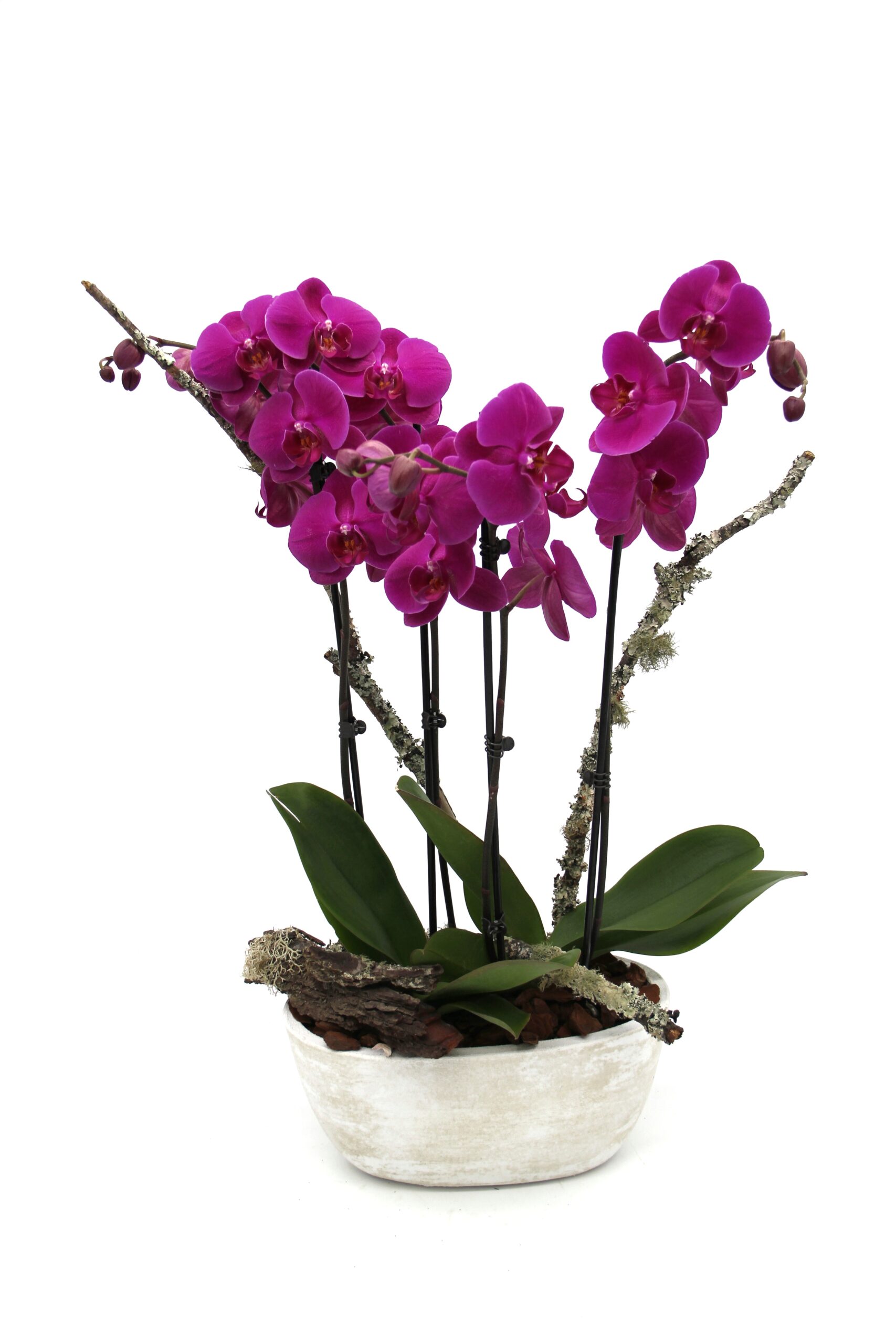 Planta de Orquídea em Vaso cerâmico