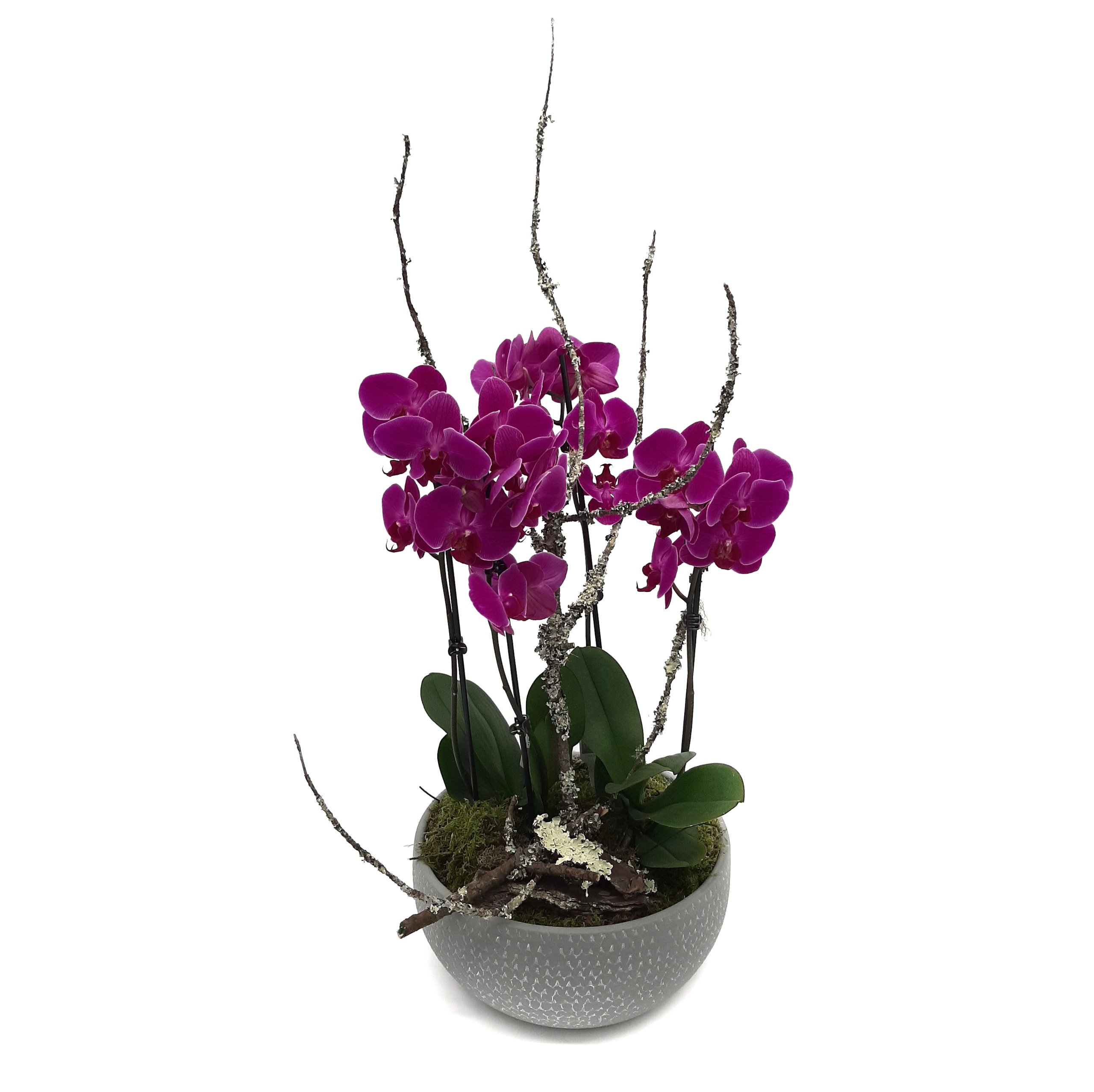 Planta de Orquídea em Vaso cerâmico