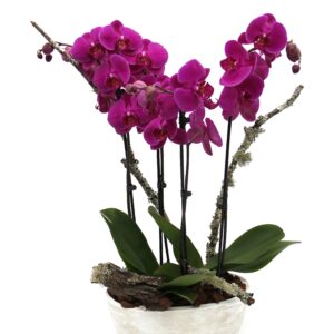 Planta de Orquídea em Vaso cerâmico